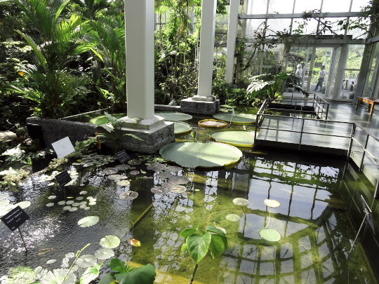 温室の池.jpg